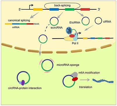 Circular RNAs and Their Emerging Roles in Immune Regulation